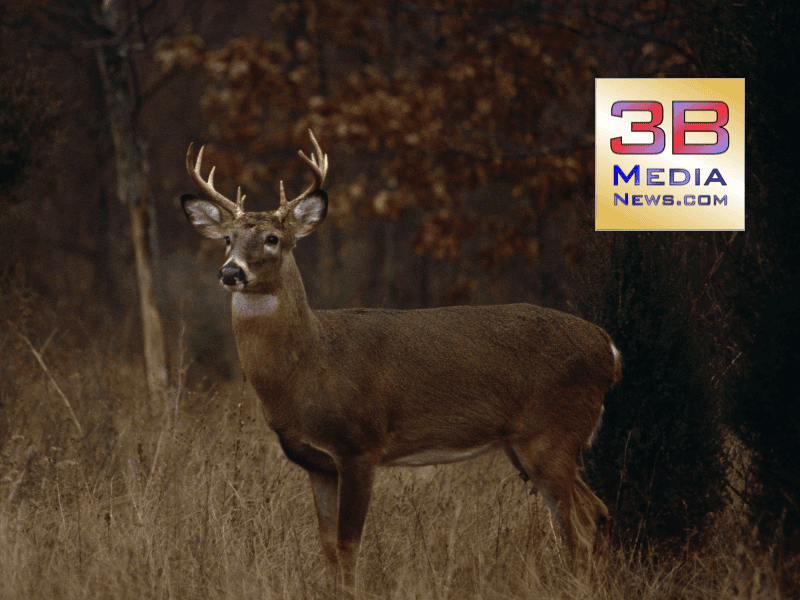 Chronic Wasting Disease Confirmed in Decatur County Deer, Hunters Alerted