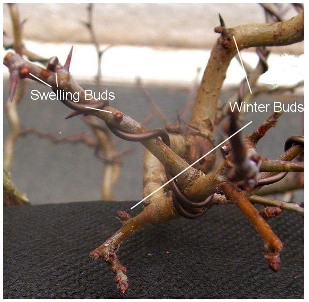 Time spring repotting by bud stages, not fixed calendar dates