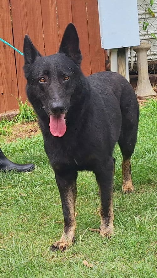 Local Shelter Seeks Home for Well-Trained German Shepherd