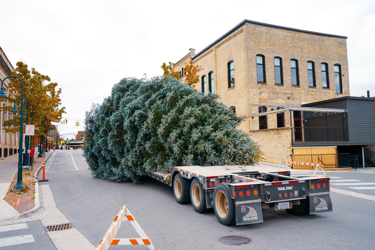 Massive Blue Spruce Installed Downtown, Cass Street Closed Through December