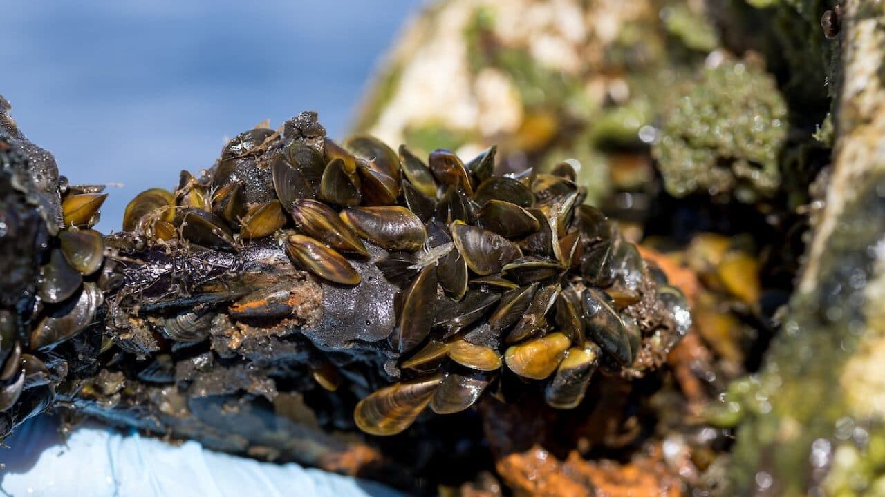 Golden mussels threaten Valley water infrastructure and farms
