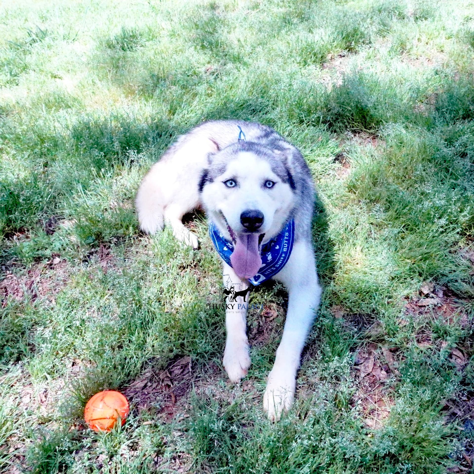 Sanford Officers Rescue Husky From House Fire, Pet Survives
