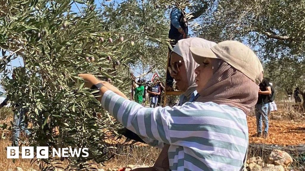 Settler Attacks Torch Property, Assault Olive Harvesters Amid Gaza Fallout