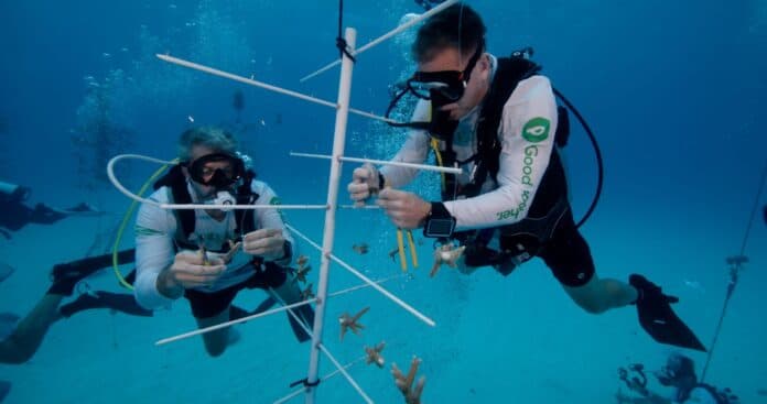 Publix, Force Blue and Mote Install 25 Coral Nursery Trees