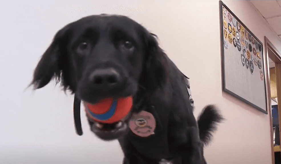 Cottage Grove K9 Sabrina Killed in Late Night Traffic Collision