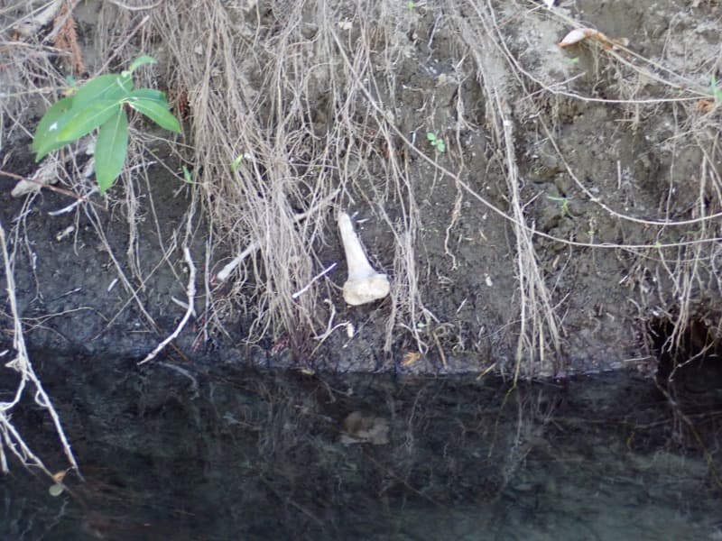 Sheriff Updates on Unidentified Male Remains Recovered from Eel River