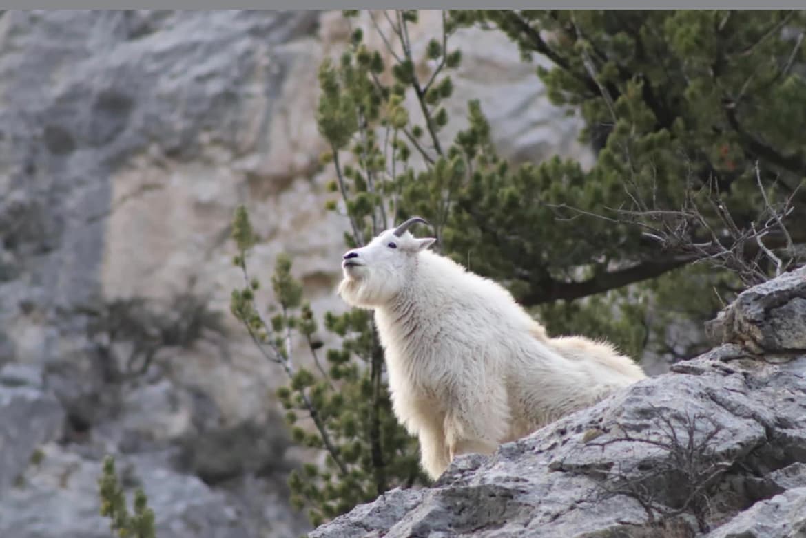 Gates of the Mountains Tours Bring History, Wildlife Close to Helena