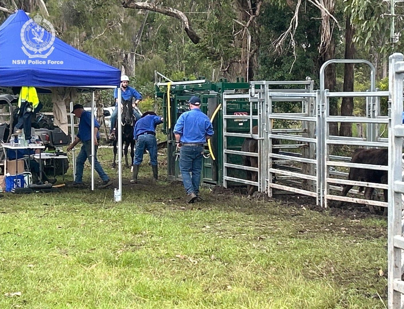 Local Ranch Hand Arrested for Alleged Theft of Employer’s Cattle