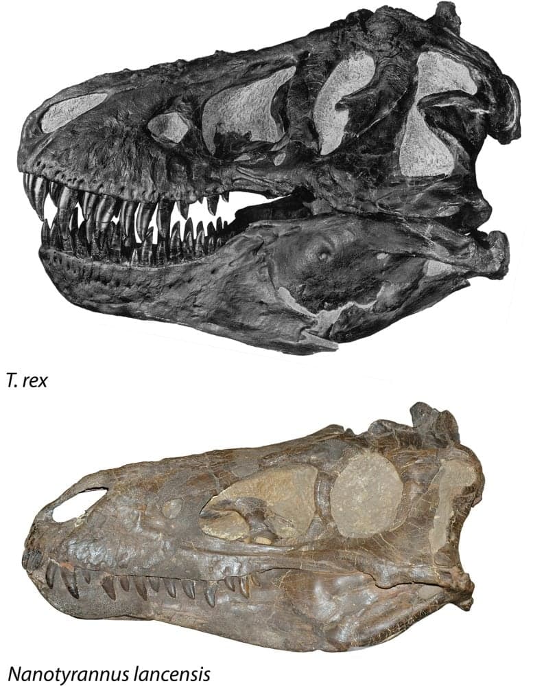 Throat Bone Evidence Confirms Nanotyrannus as Distinct Tyrannosaur