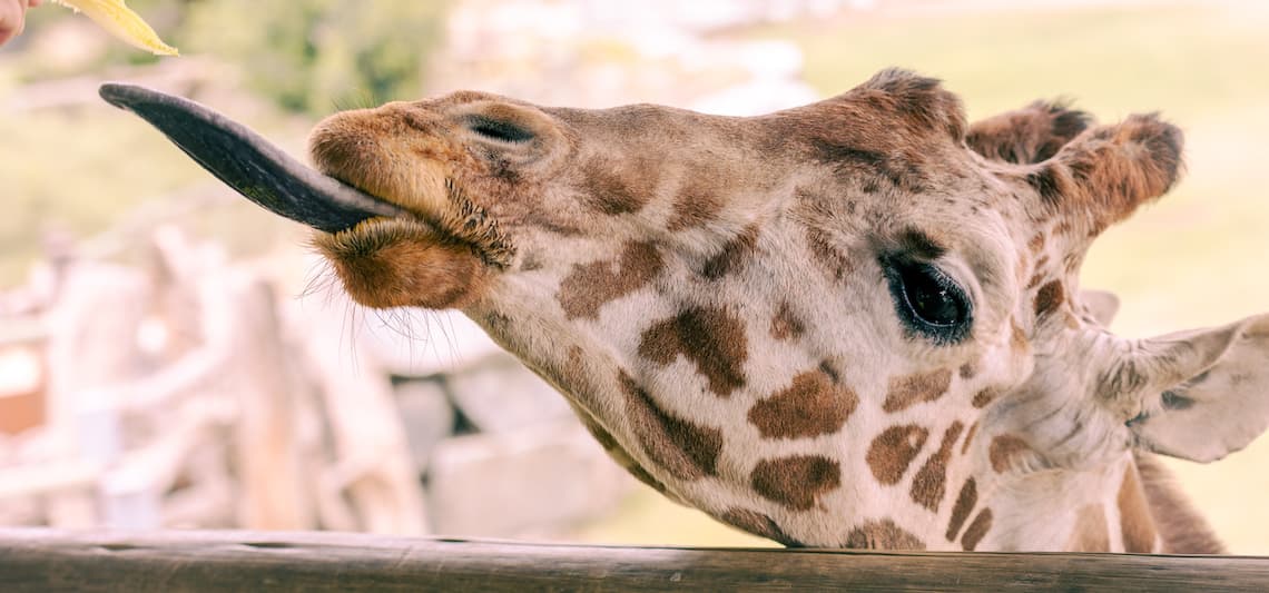 Fresno Chaffee Zoo says goodbye to longtime giraffe, community mourns