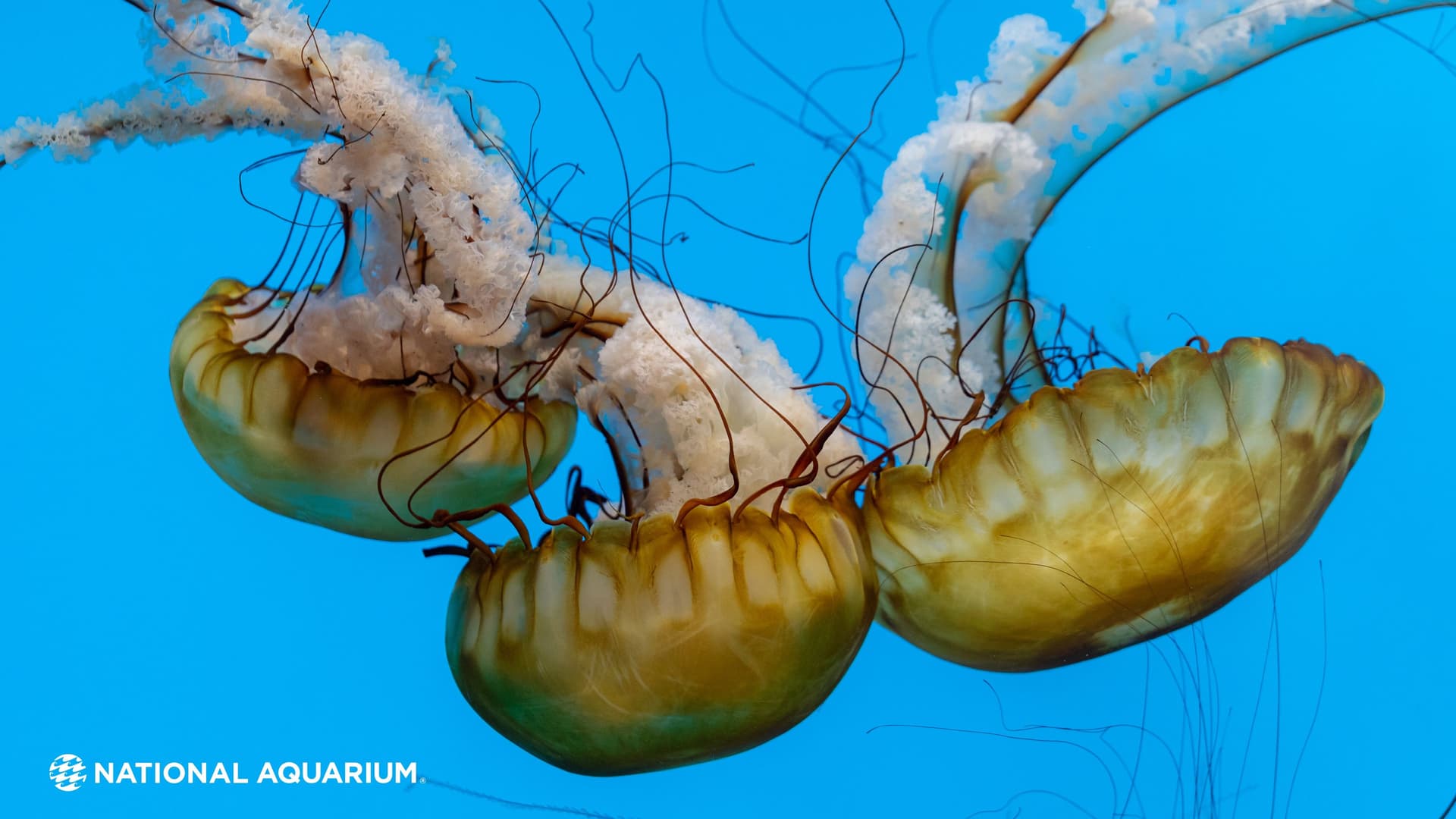 National Aquarium Releases Year in Photos, Free Jellies Wallpapers