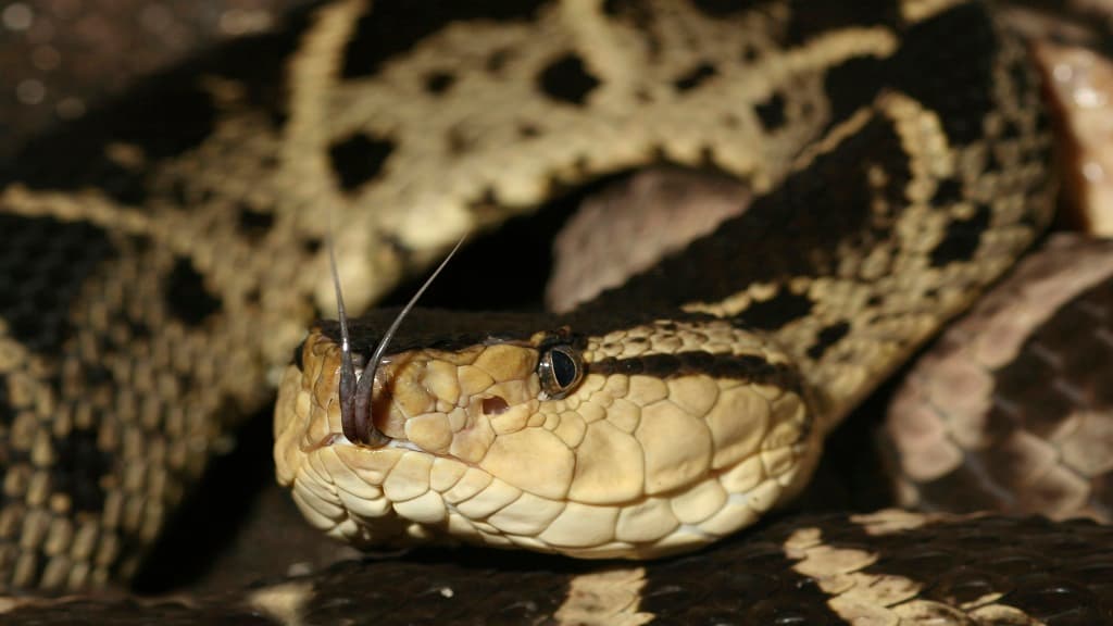 Helena native survives near-fatal Costa Rica snakebite after evacuation