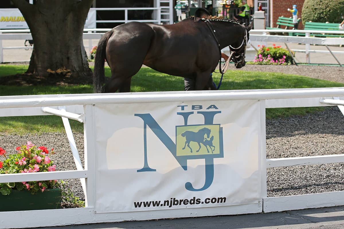 New Jersey bill could halve Thoroughbred race dates, breeders warn collapse
