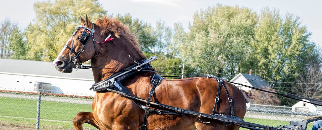 Eastern Draft Breeders Sale Set to Strengthen Holmes County Farm Economy