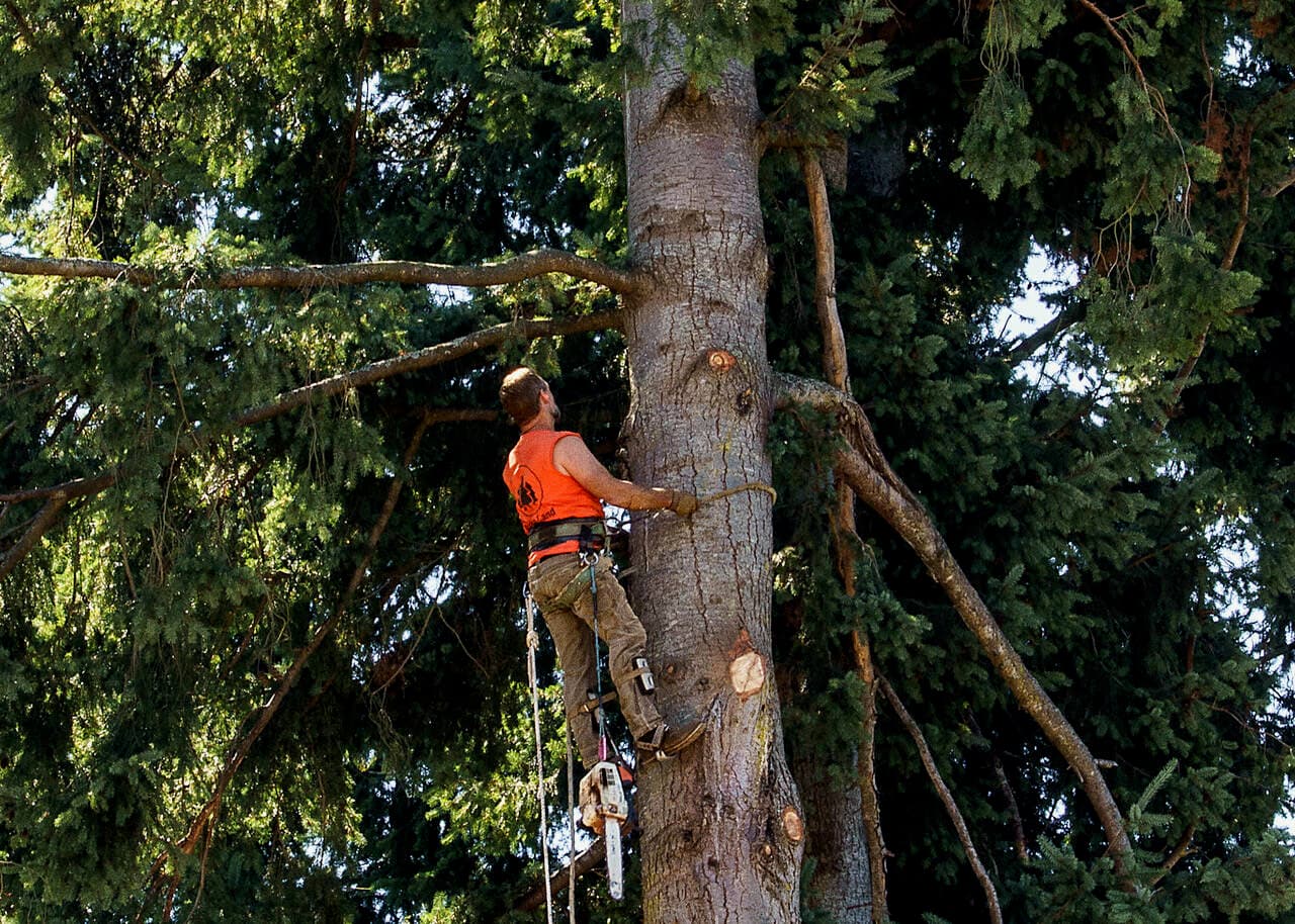Langley Council Faces Backlash Over Tree Loss and LIP Costs