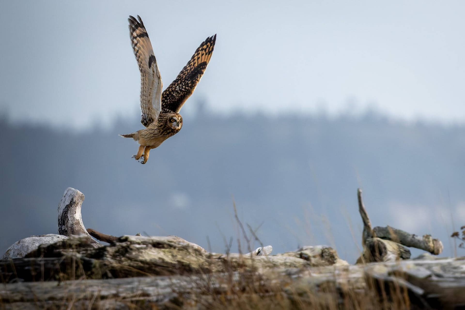 Naval aircrew's owl photos spotlight Whidbey Island wildlife