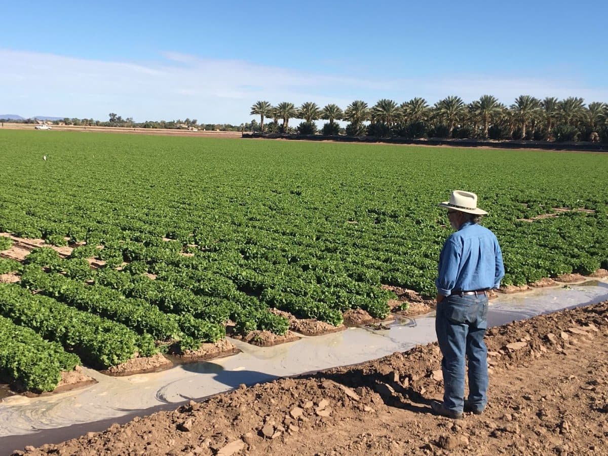 University research shows ways to cut water use for winter lettuce, protect local production