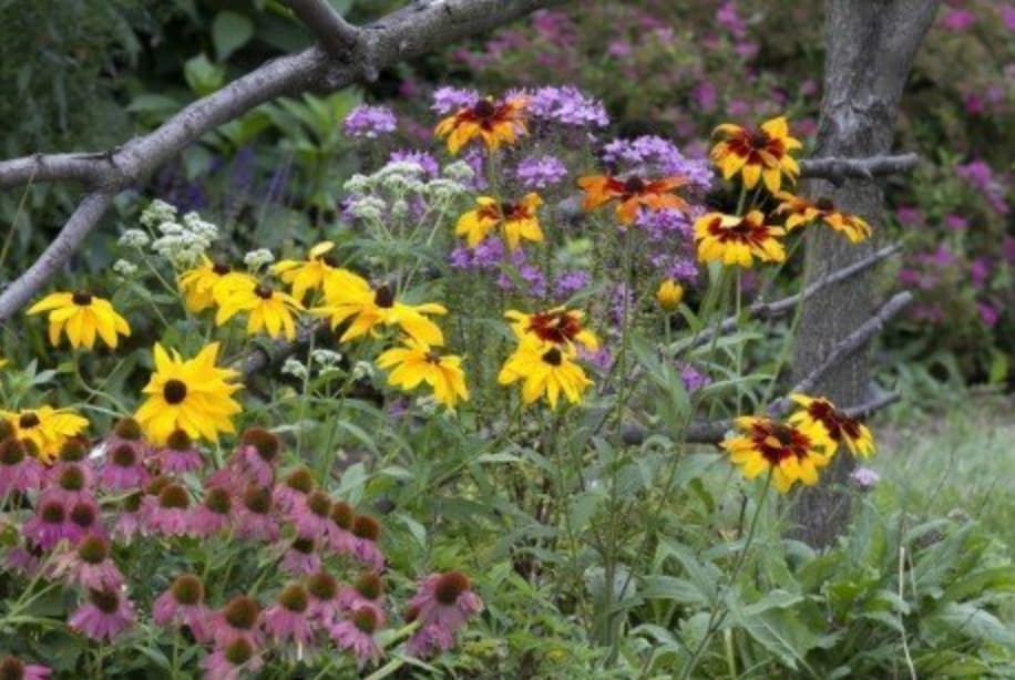 Monroe County Extension Promotes Native Plants to Boost Resilience