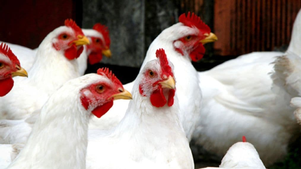 North Carolina Confirms Ninth HPAI Case; Backyard Flock Affected
