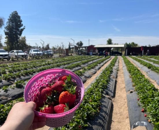 Fresno County Fruit Trail Connects Farms With Residents, Boosts Agritourism