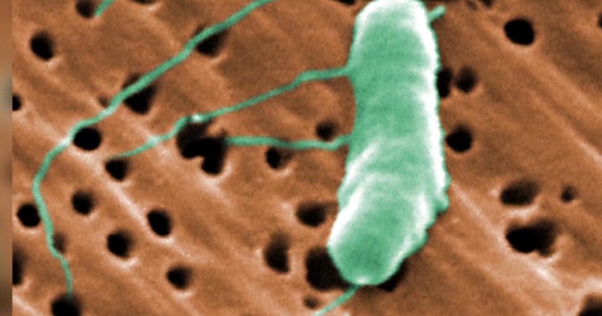 Flesh-Eating Bacteria Claims Fifth Louisiana Life This Year
