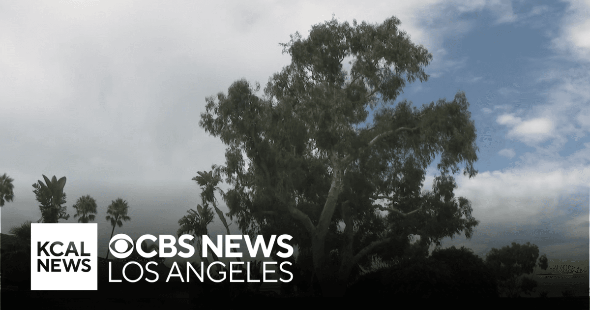 Neighbors Rally to Save Newport Beach’s Beloved Coastal Sycamore
