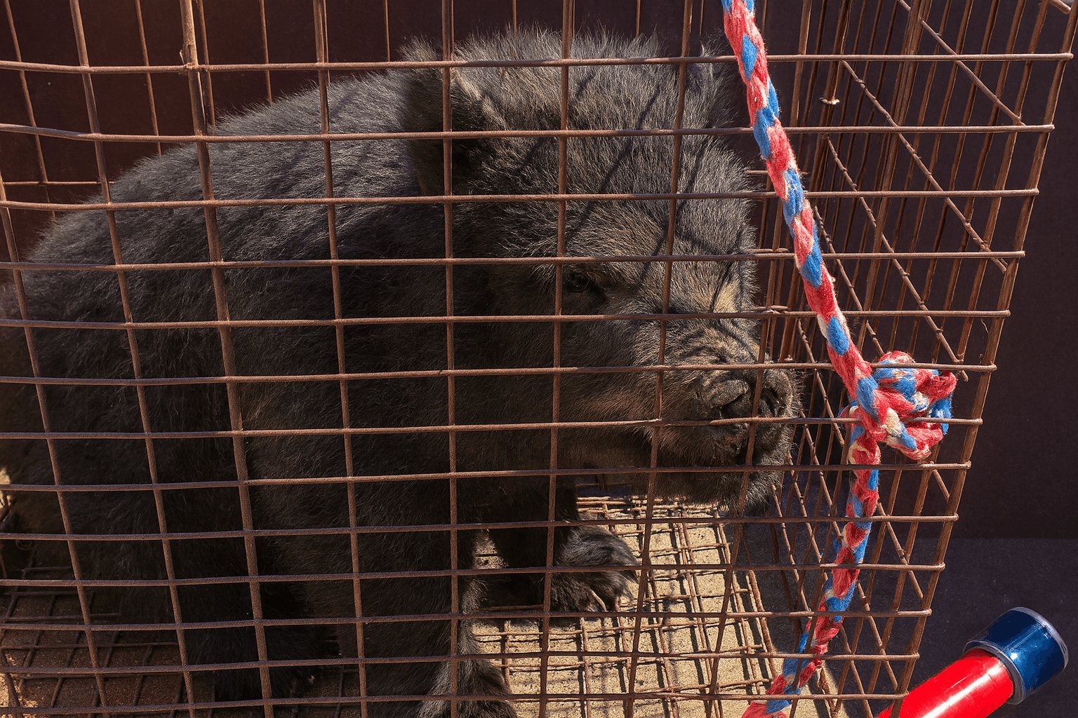 Gallup Police Safely Capture Escaped Pig 'Ham Solo' After Five Days