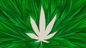 Gatesville's Hemp Lady to Open November, Bringing Legal THC Retail