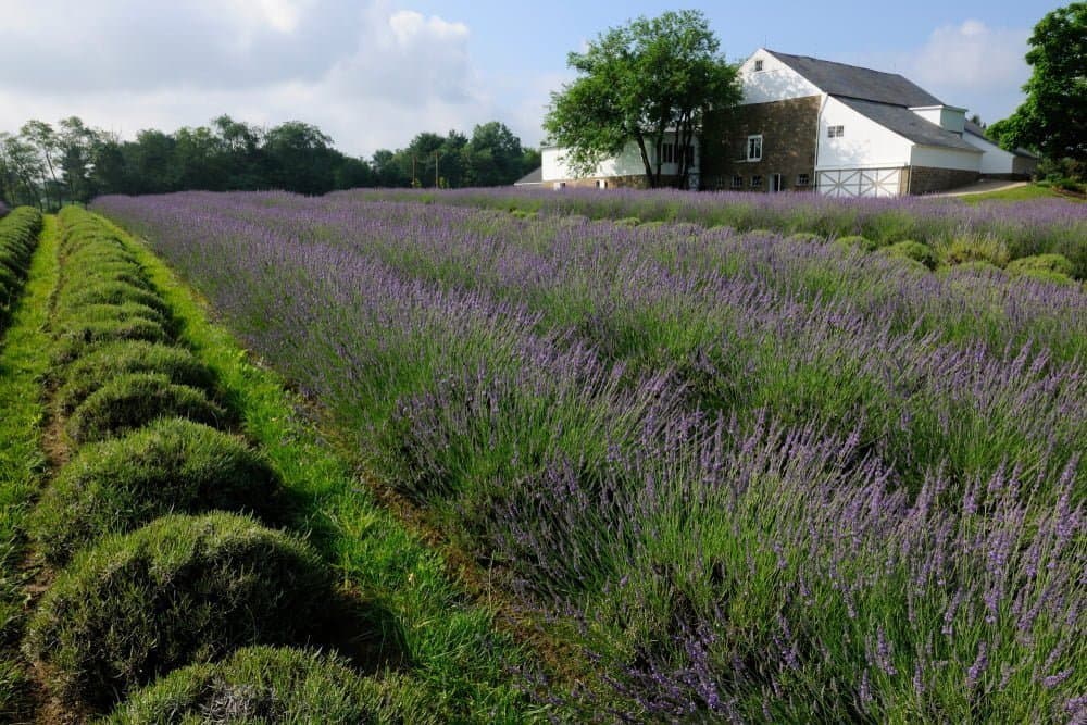 County Recommends Preserving Village Green, Warwick Lavender Farm