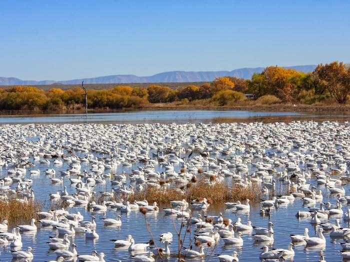 Bosque del Apache draws visitors, supports local economy and education
