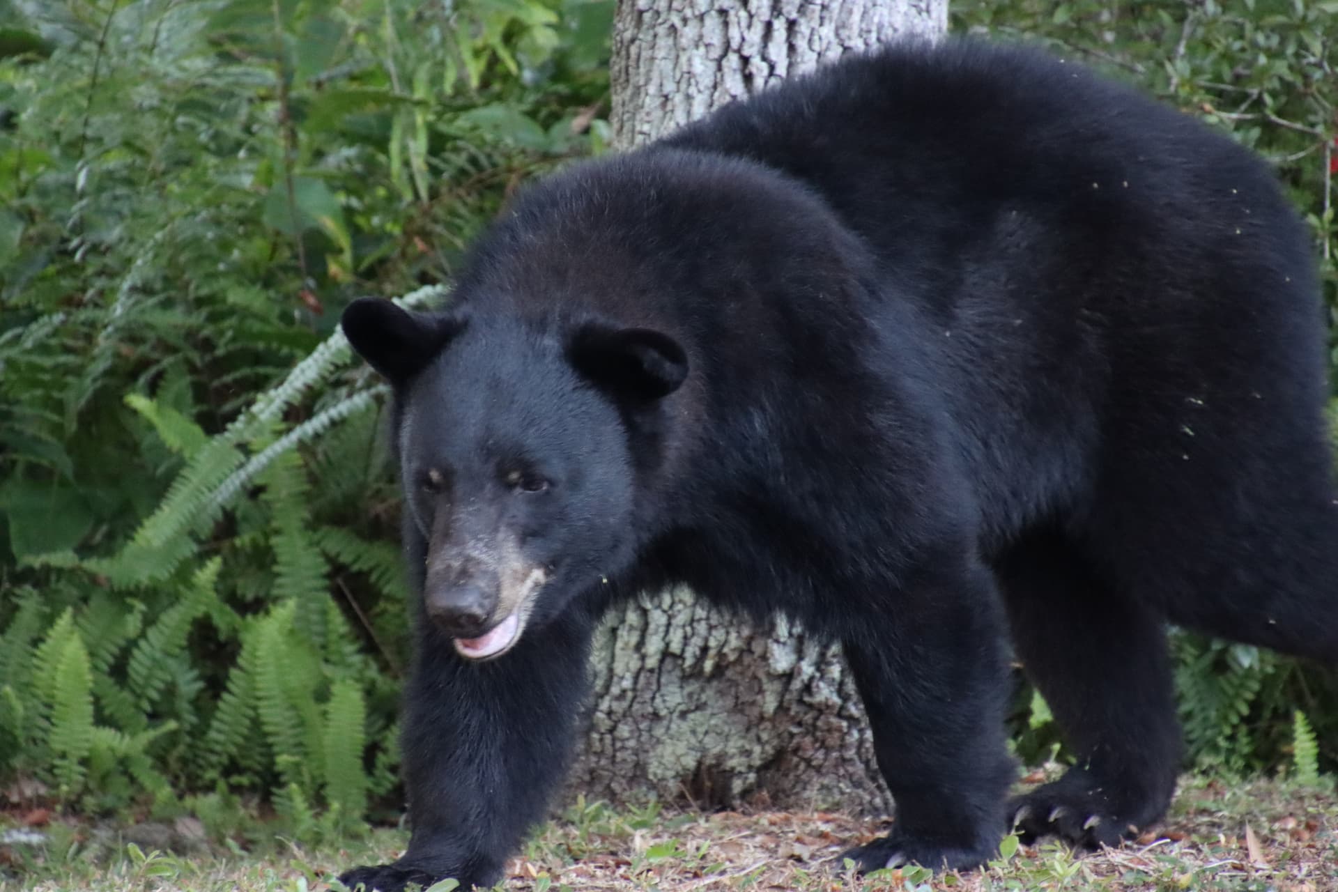 Florida Restarts State Sanctioned Black Bear Hunt, Sparks Debate
