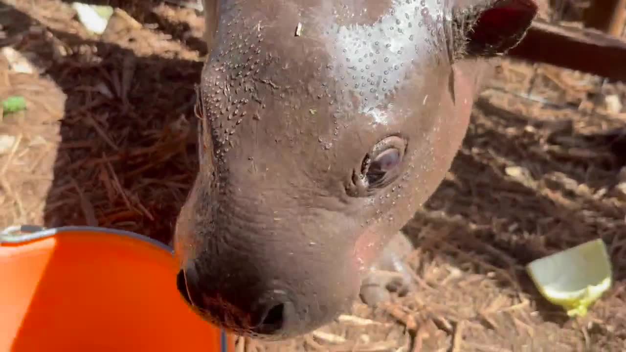 Gatesville ranch breeds rare pygmy hippos, advances local conservation effort