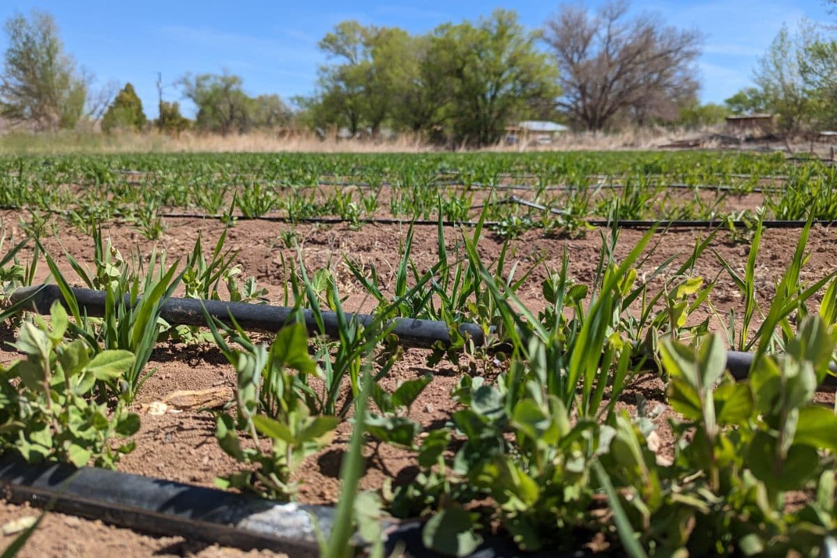 Two Corrales Farms Share $178,342 to Boost Local Food Resilience