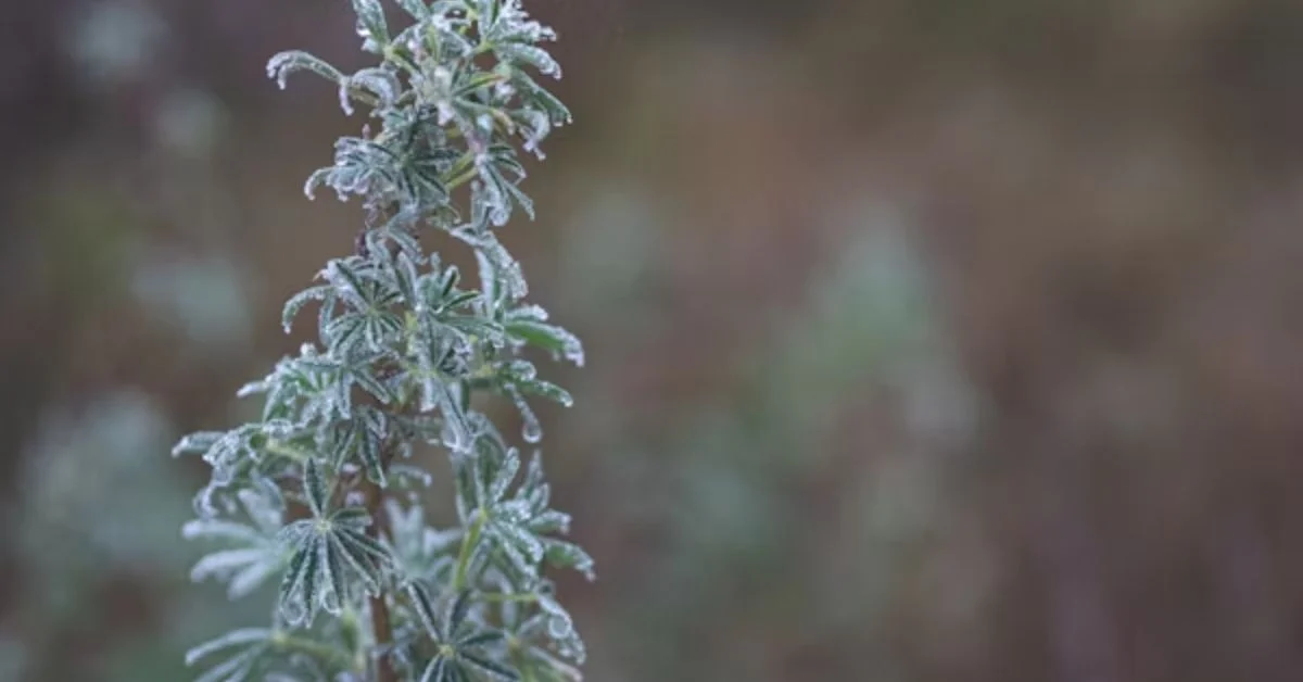 December Subzero Snap Strains Sullivan County Heating and Travel