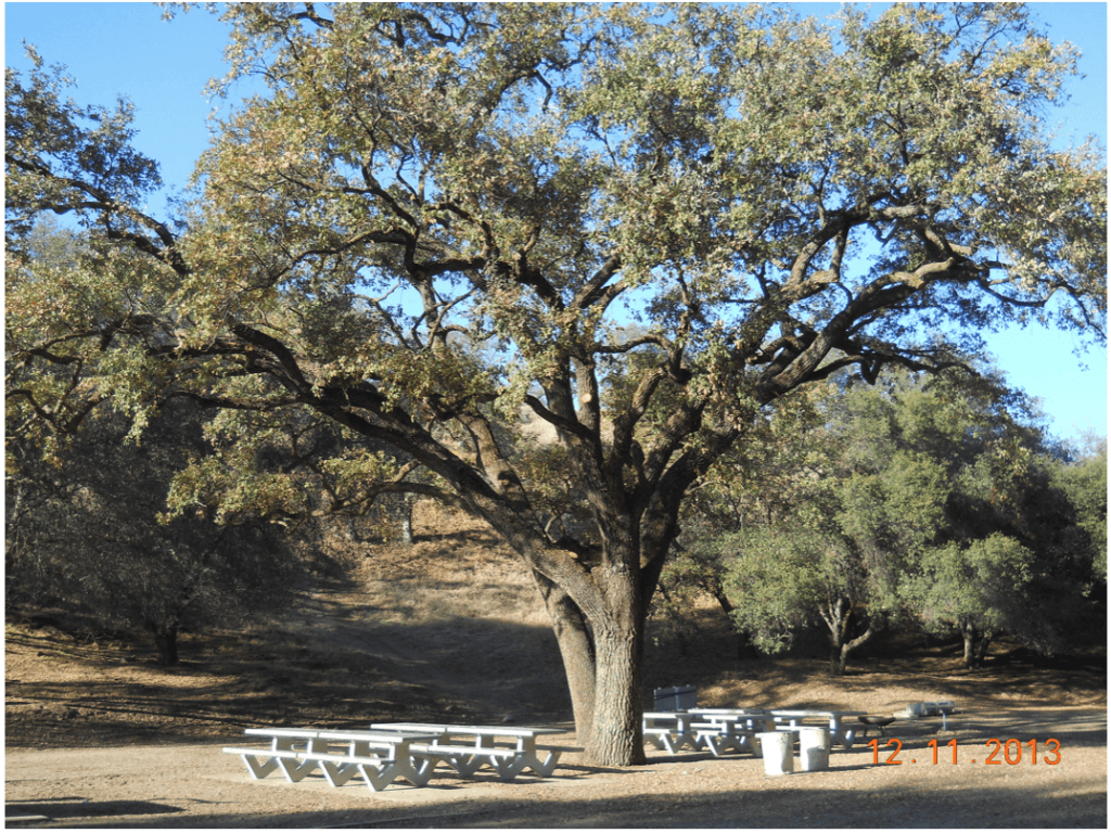 Five Easy Outdoor Walks in Fresno County to Try Now