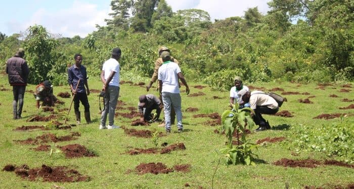 Nonprofit Aims to Plant 50,000 Trees Across Triangle by 2050