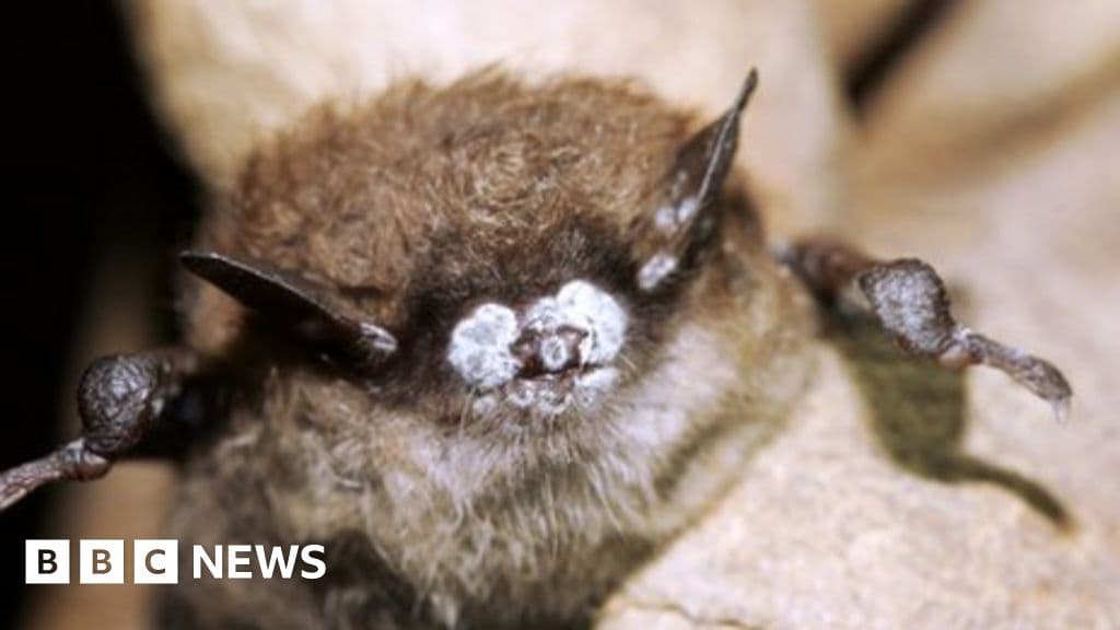 Mysterious fungus kills millions of bats across North America, researchers say
