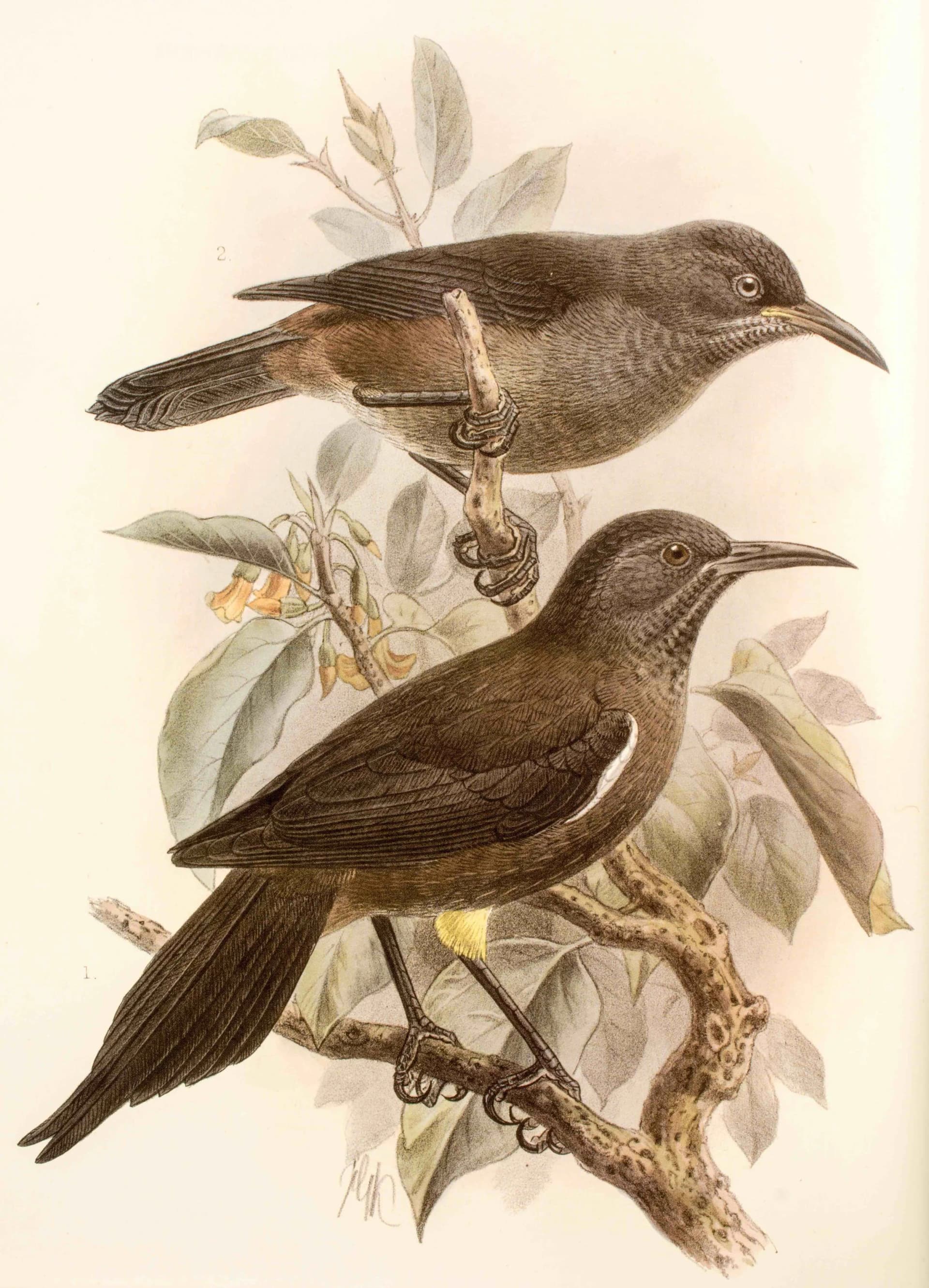 Kaua‘i Artists and Conservation Groups Launch Wings and Woodlands Exhibit