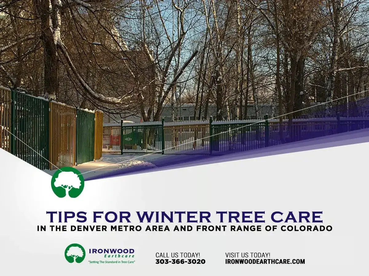 Douglas County winter services guide, hours, recycling and transit