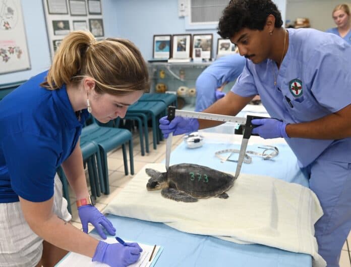 More Than Two Dozen Endangered Turtles Rescued, Brought to Keys