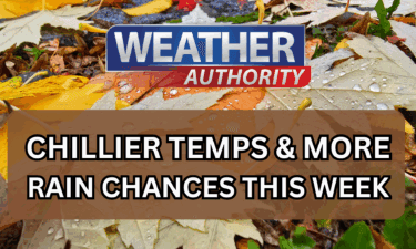 Senior Dogs Omega and Rose Seek Forever Home in Yuma