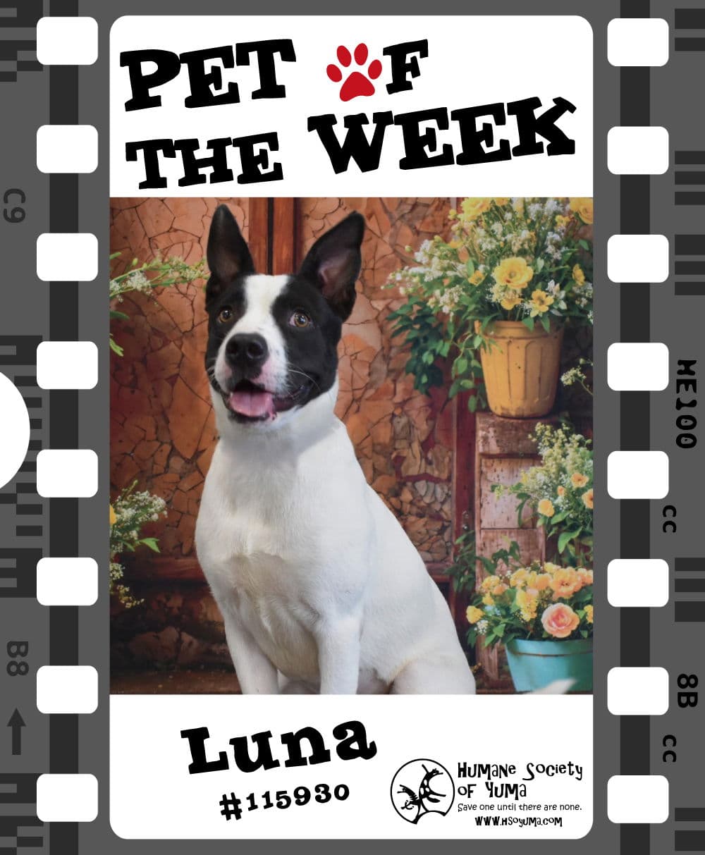 Local Shelter Offers Free Adoption for Playful Mixed Breed Luna
