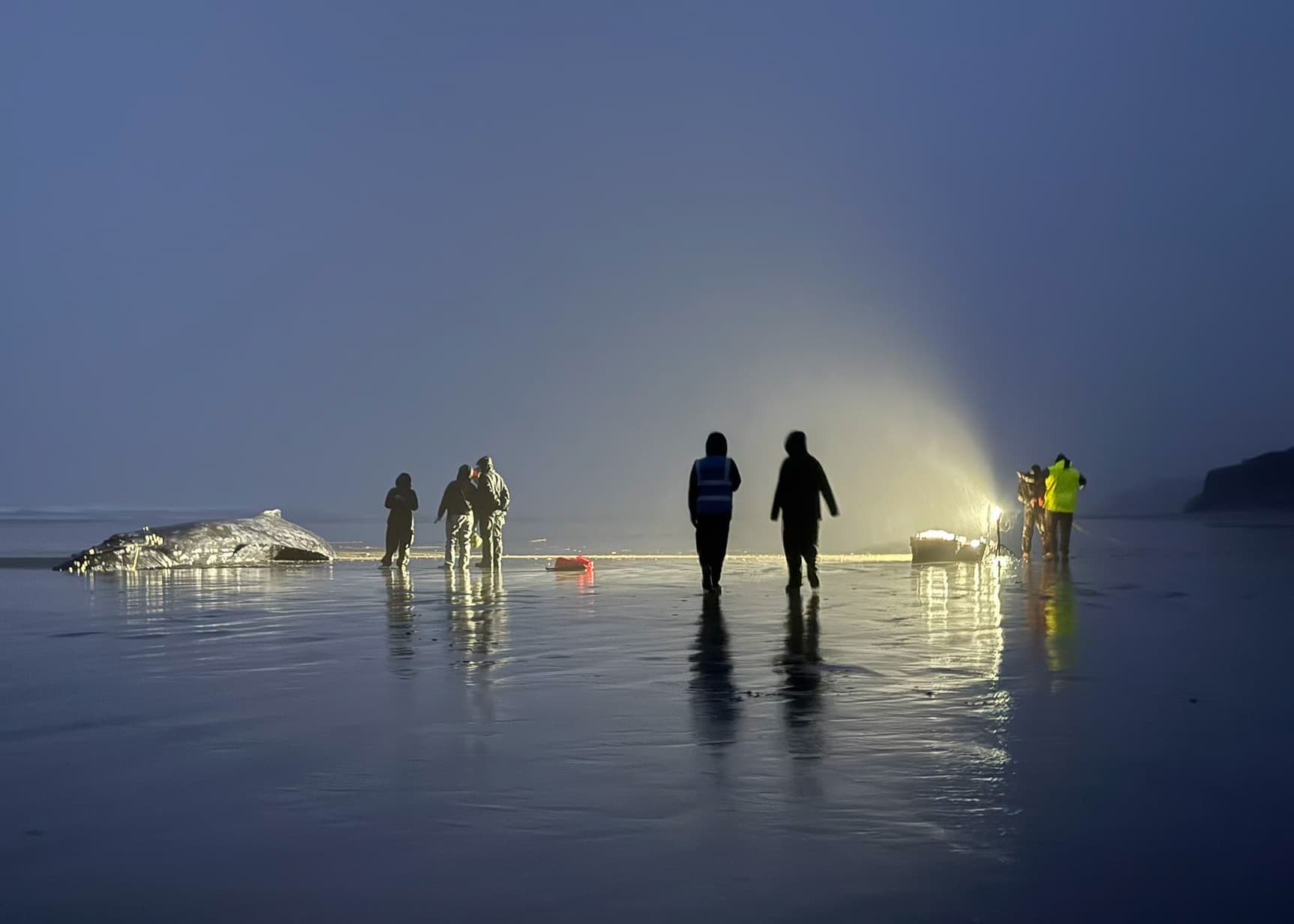 Young Humpback Stranded Near Yachats Sparks Rescue Effort