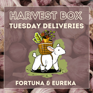 Community Calendar Connects Residents to Food Aid and Evening Events