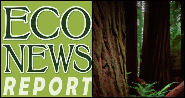 Yurok forest-carbon project brings new revenue and habitat protections