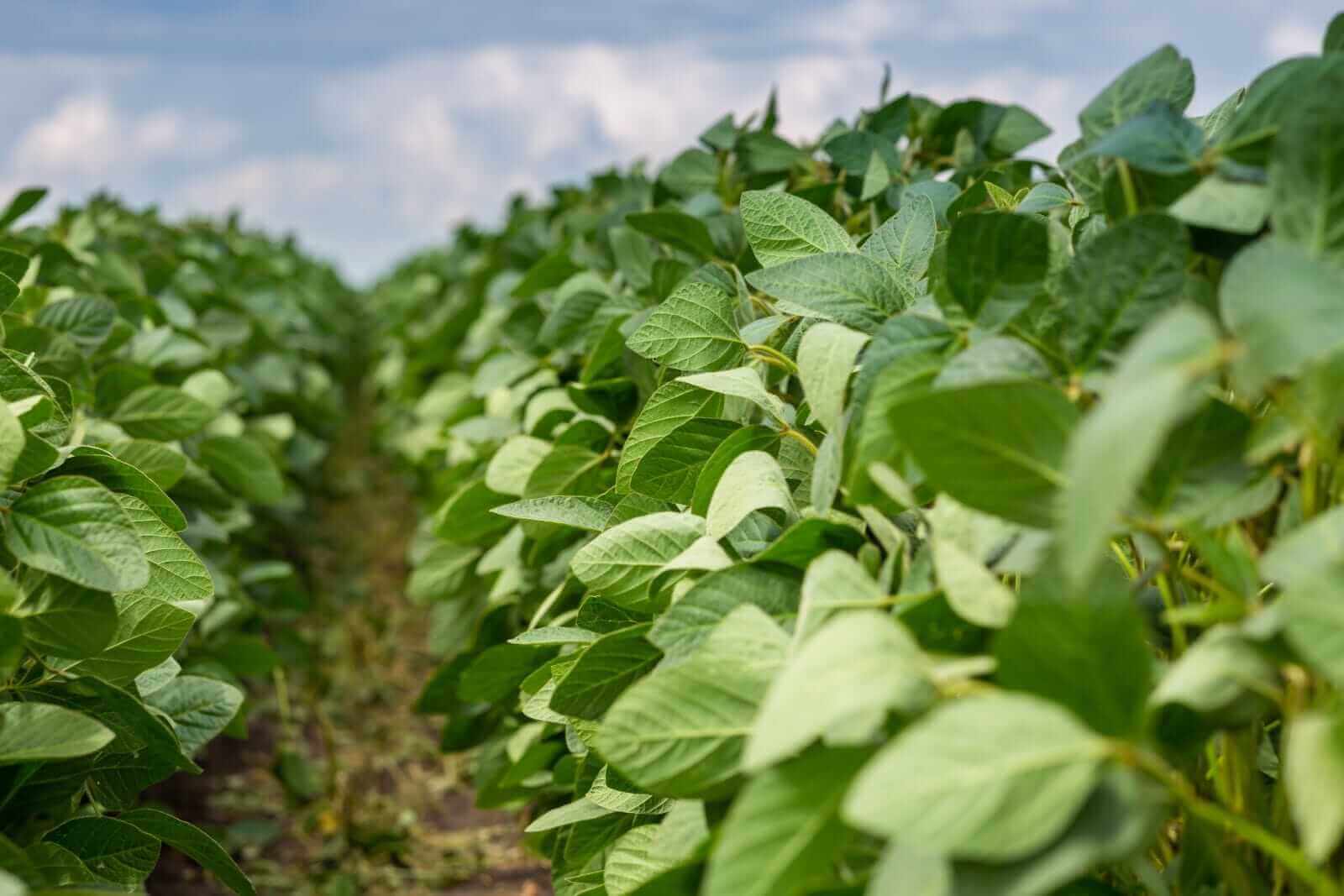 Soybean Prices Firm Ahead of USDA, China Demand Keeps Gains Limited