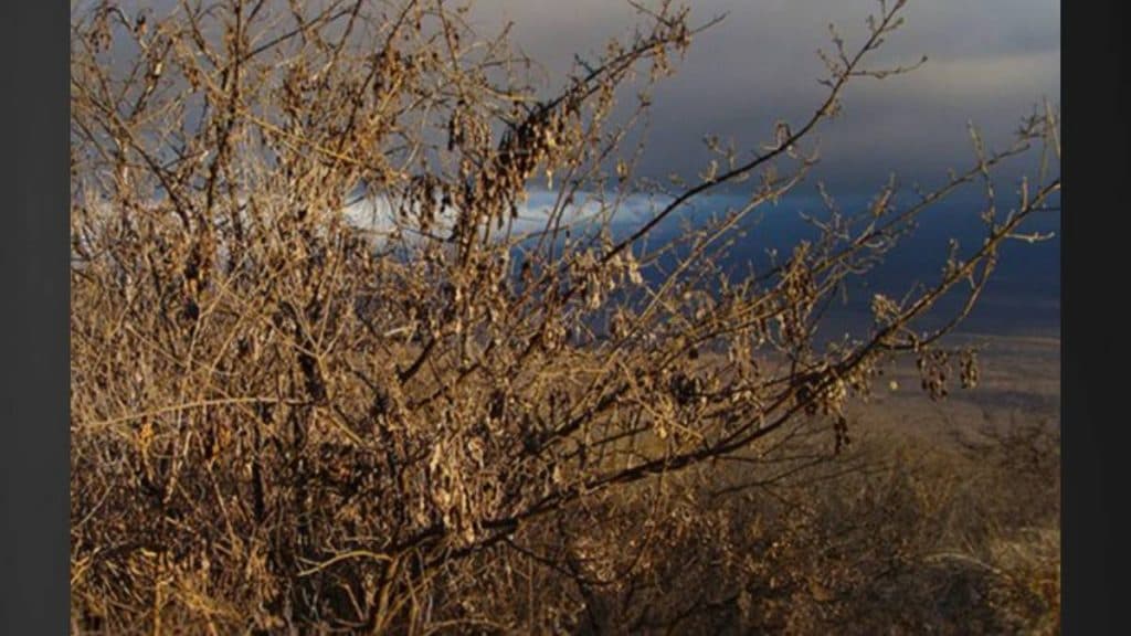 Dry November Leaves Kauai Drier Than Average, Records Set