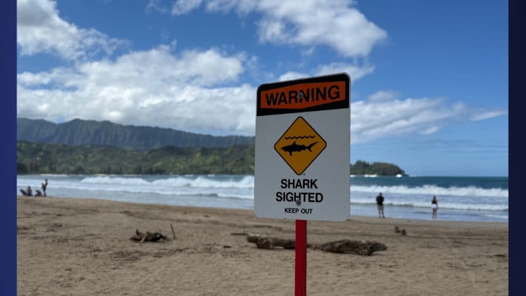 Scientists Say Fall Tiger Shark Activity Reflects Natural Nearshore Patterns