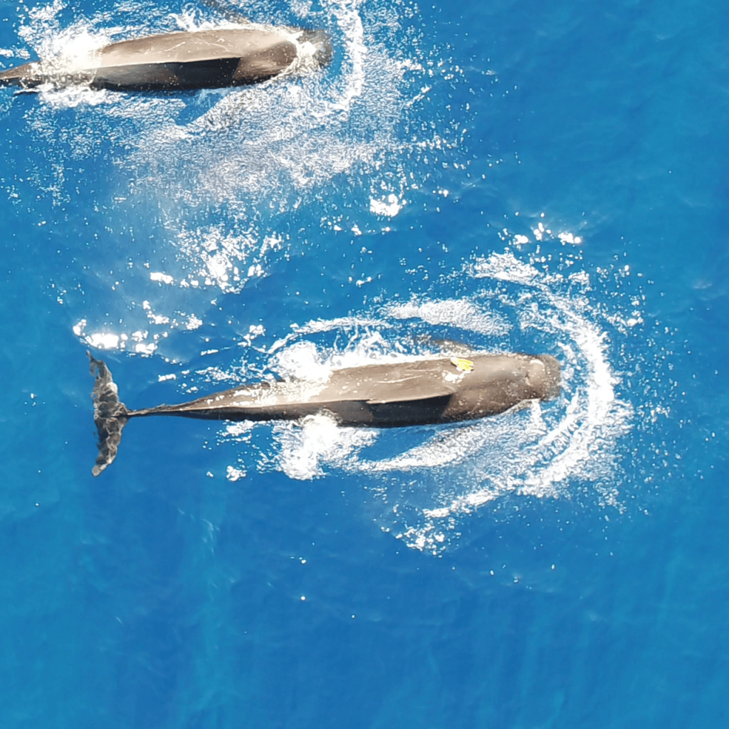 Study Quantifies Pilot Whale Diet, Reveals Large Squid Demand