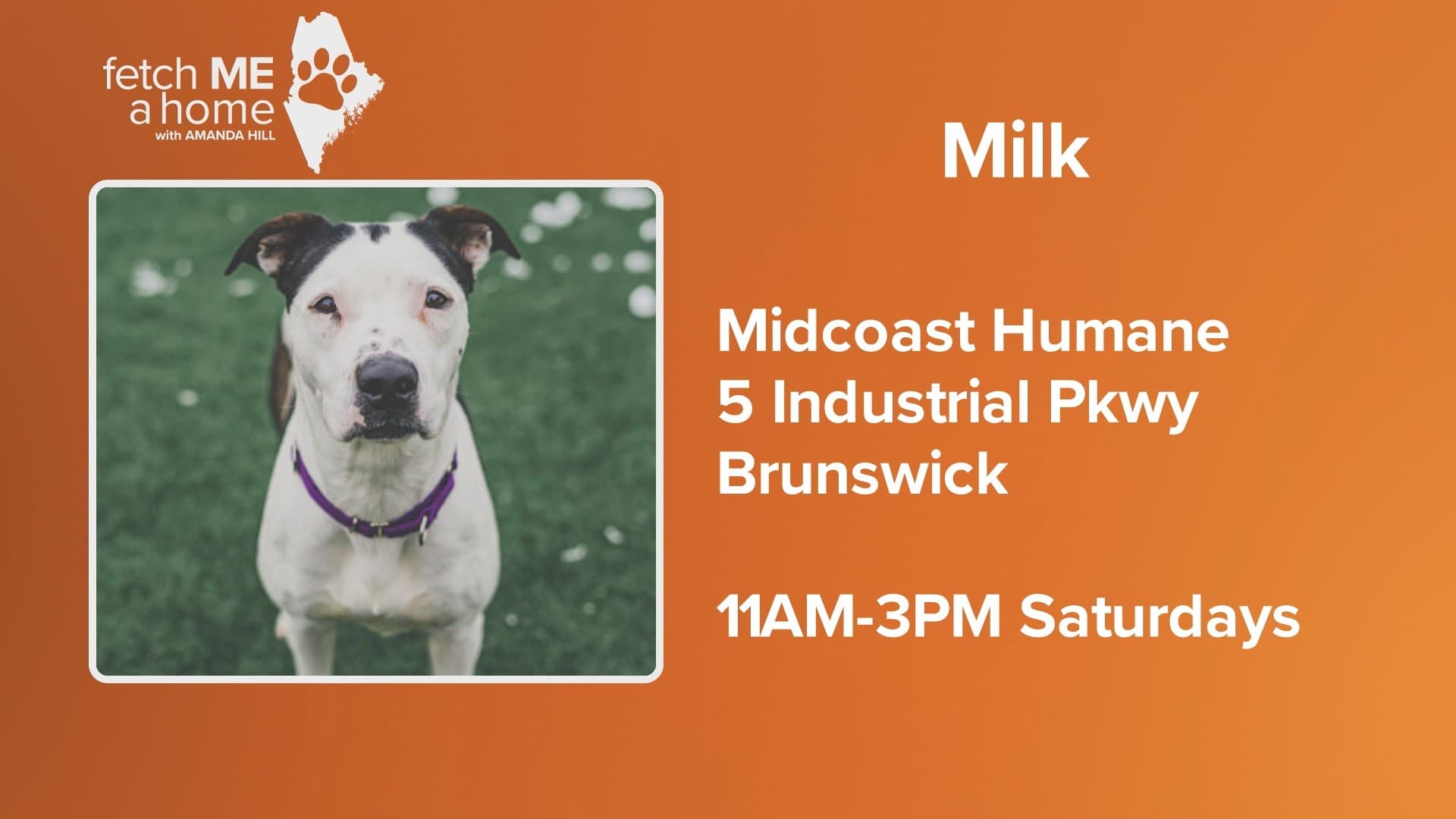 Midcoast Humane strengthens services for Sagadahoc County pet owners